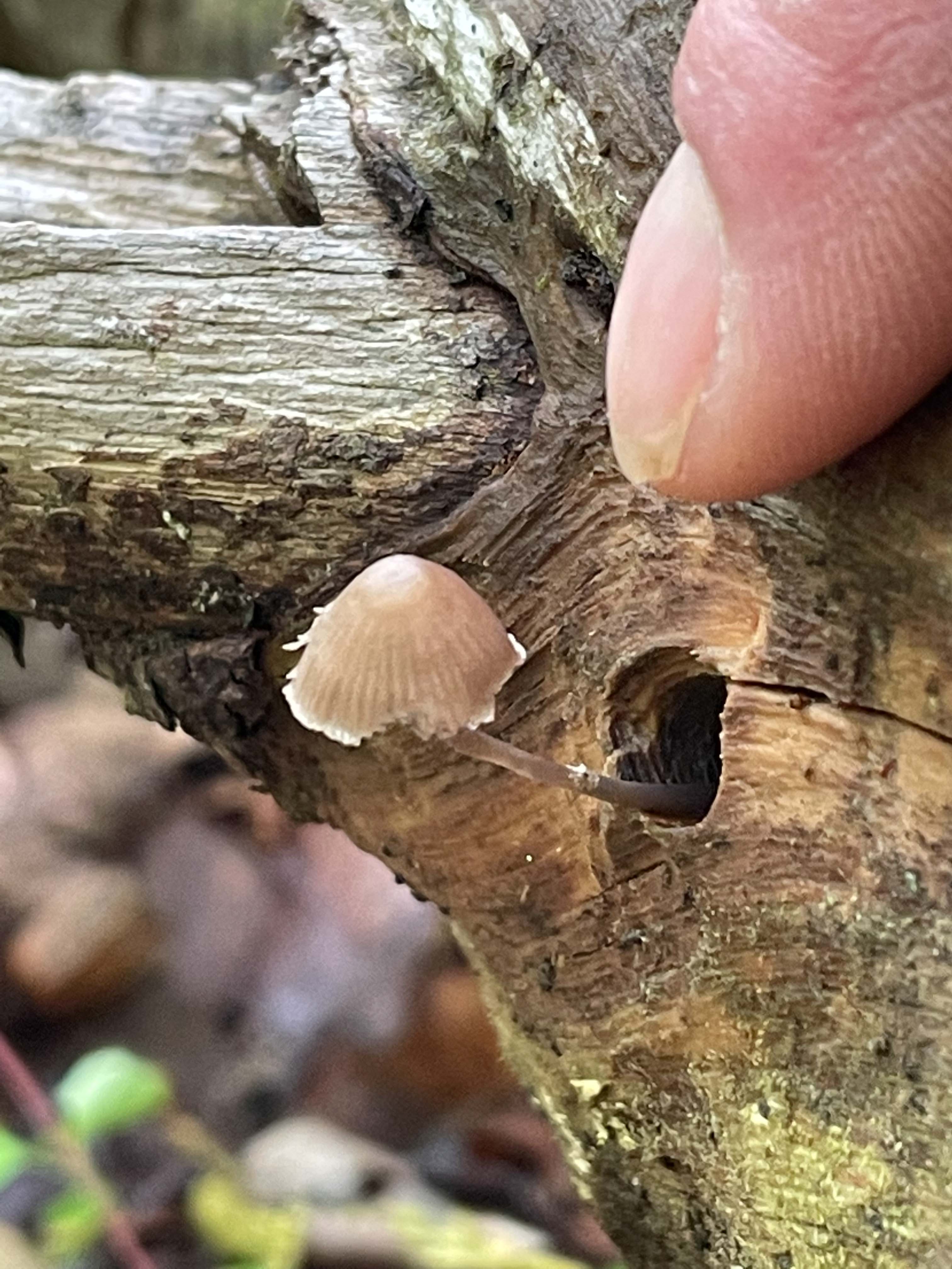 Tiny mushroom (Hard working finger for size reference!).